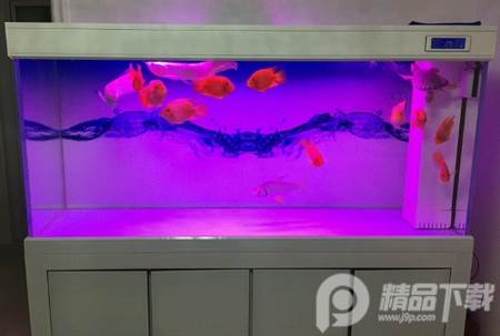 龙巅水族论坛, 龙巅水族论坛