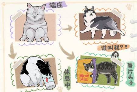 挤在一起的猫猫