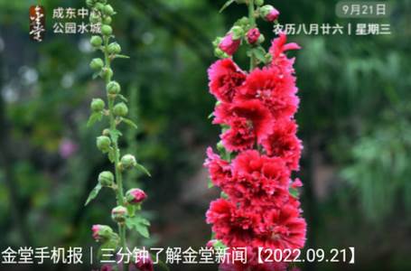 金堂发布app官方版