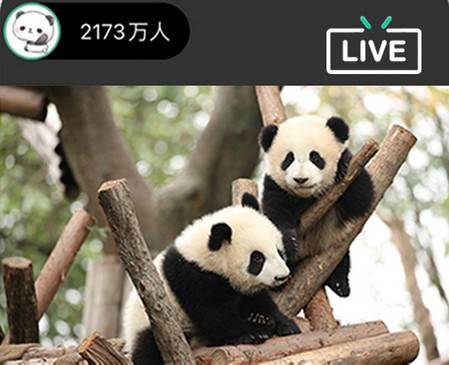熊猫频道app最新版