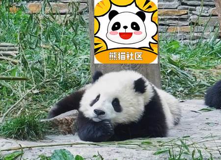熊猫社区app官方最新版