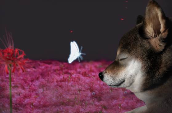 翌日波奇狗的历险记图片1