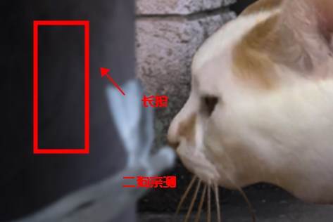 翌日猫之怪奇谭手机版 翌日猫之怪奇谭游戏图片3