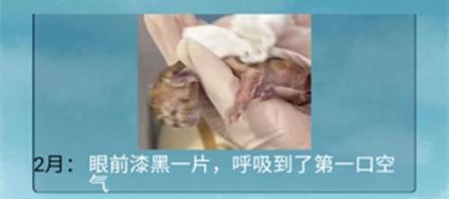 猫的一生重启模拟器游戏截图1
